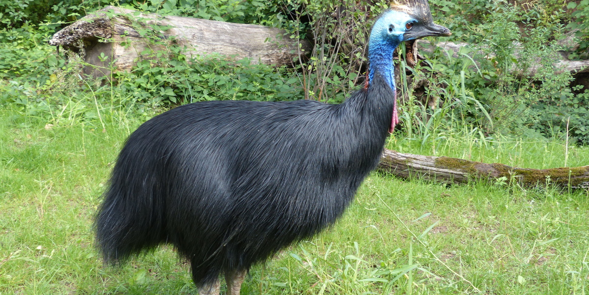 Helmkasuar Saarbrücken