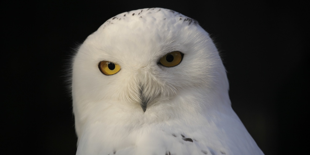Schneeeule