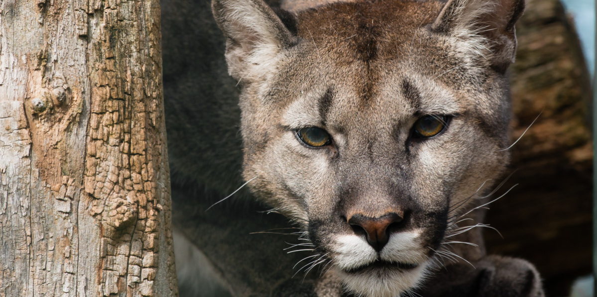 Ein Puma sitzt auf einem Ast und schaut in die Kamera