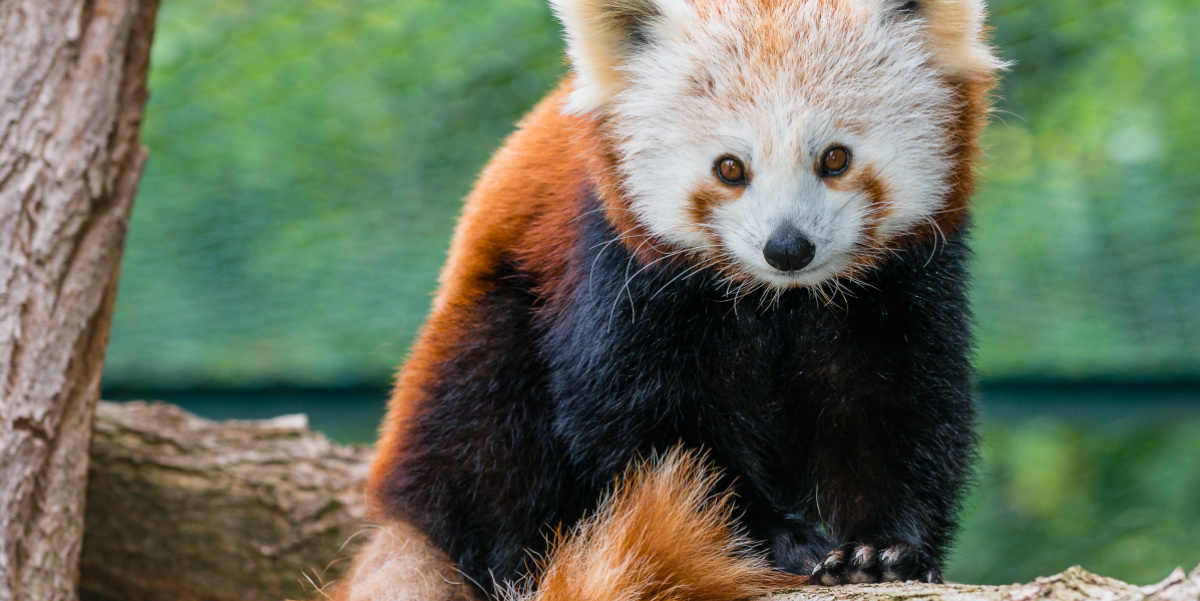 Roter Panda sitzt auf Ast