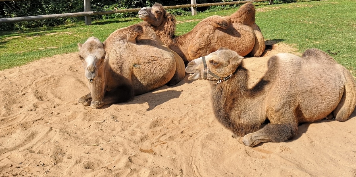 Drei Trampeltiere liegen in der Sonne