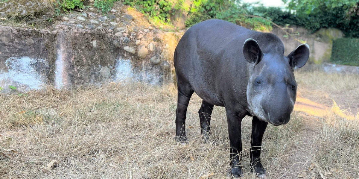 Tapirdame Sira schaut in die Kamera