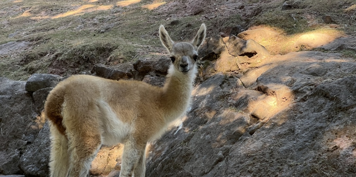 Das Guanakofohlen Lima steht auf dem Weg und schaut in die Kamera