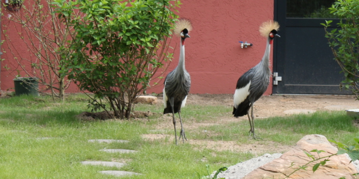 Kronenkraniche im Saarbrücker Zoo Zwei Kronenkraniche stehen vor enem Gebäude