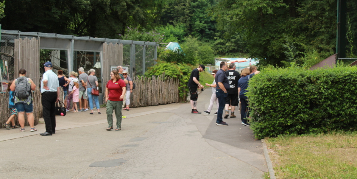 Tierpfatenfest am 22.07.22 Zoobesucher schauen sich doe Drills und Roten Pandas an