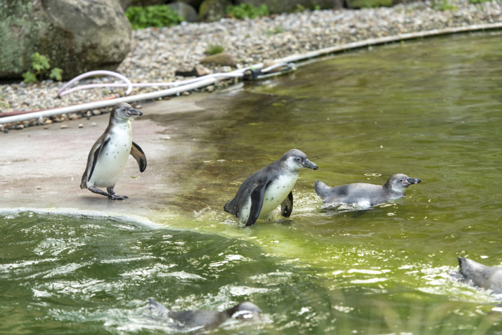 Humboltpinguine im Zoo Saarbrücken Humboltpinguine schwimmen im Zoo Saarbrücken