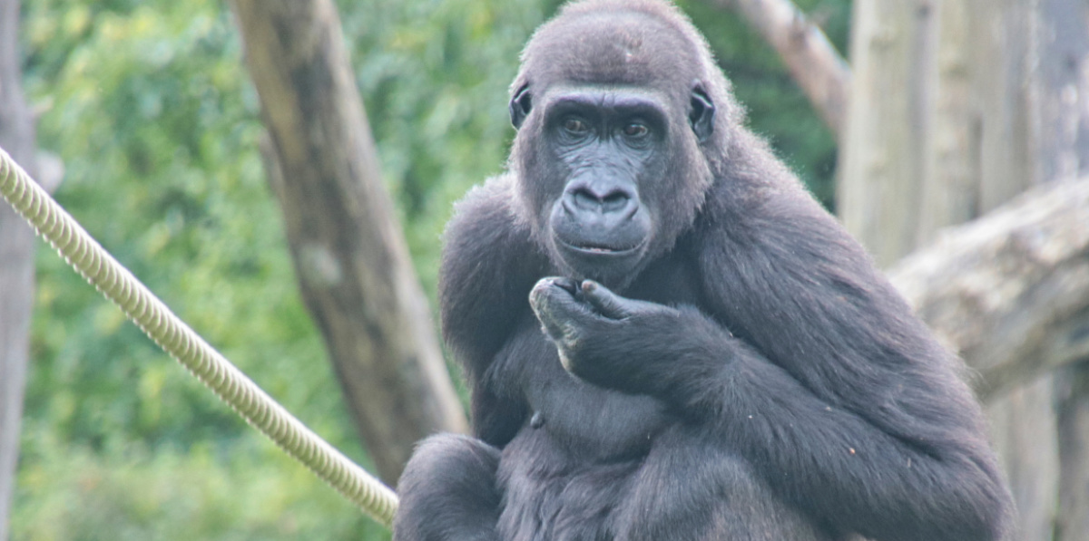 Gorilladame Mayumi schaut in die Kamera