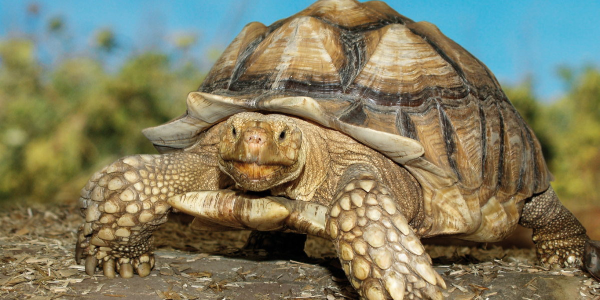 Eine Spornschildkröte schaut frontal in die Kamera