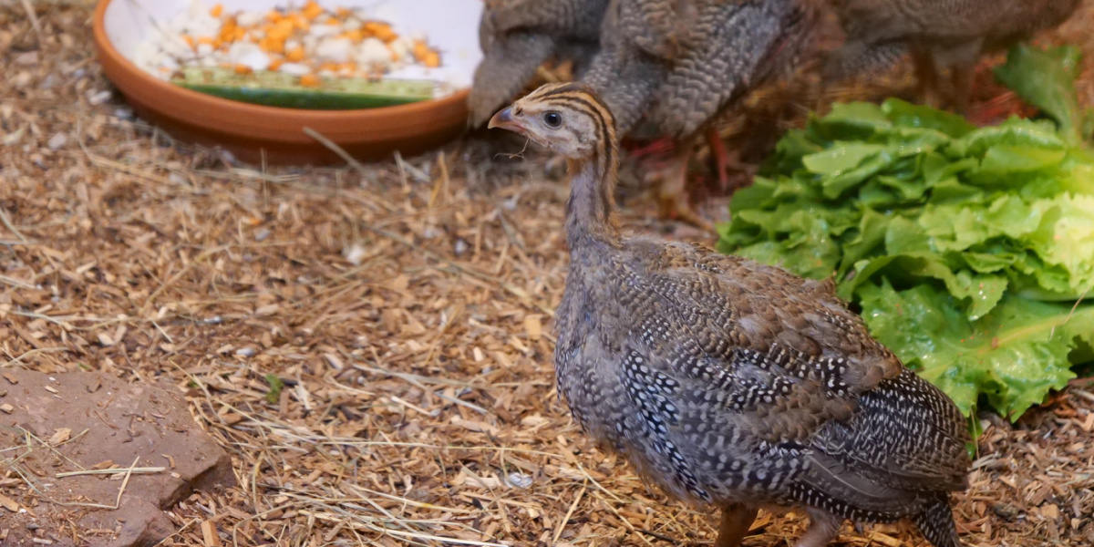 Perhuhn Ein junges Hlemperlhuhn ist von der Seite zu sehen und schaut nach links.