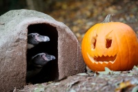 Zwei Humboldtpinguine schauen aus ihrer Bruthöhle zu einem ausgehöhlten Kürbis.