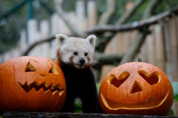 Ein Roter Panda steht zwischen zwei ausgehöhlten Kürbissen.