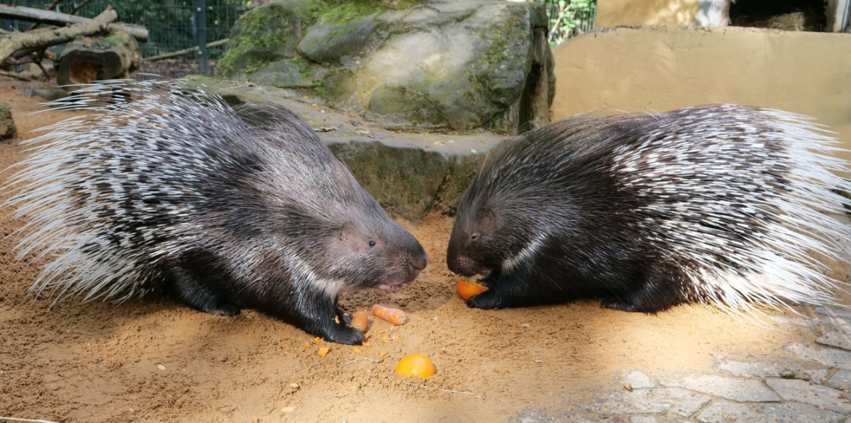 Stachelschweine Zwei Stachelschweine sitzen auf dem Boden und fressen Karotten.