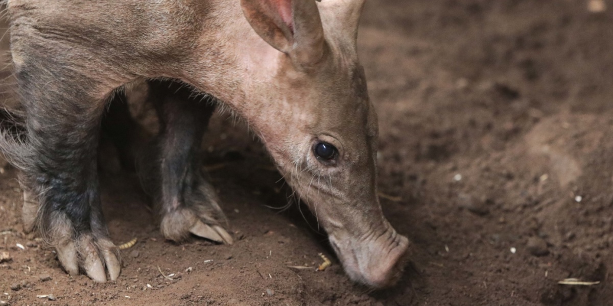 Erdferkel Ein Erdferkel riecht im Boden nach Futter.