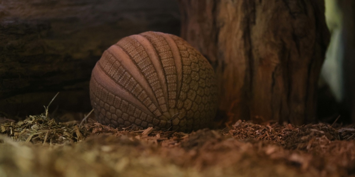 Südliches Kugelgürteltier Ein Südliches Kugelgürteltier ist zu einer Kugel zusammengerollt.