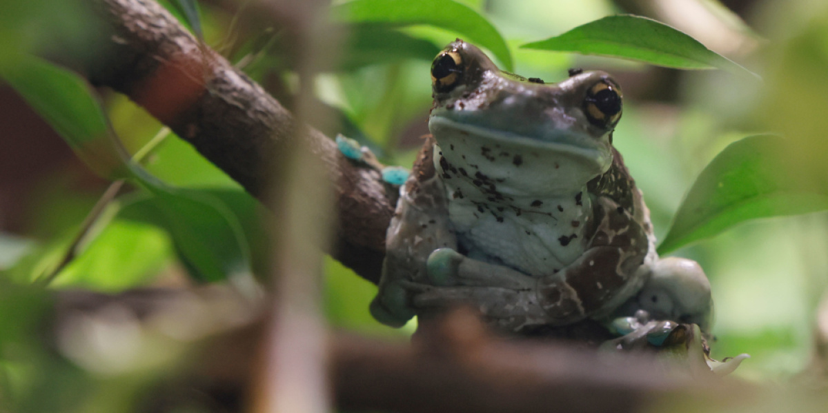 Baumhöhlenkrötenlaubfrosch Ein Baumhöhlenkrötenlaubfrosch sitzt auf einem Ast und schaut in die Kamera.