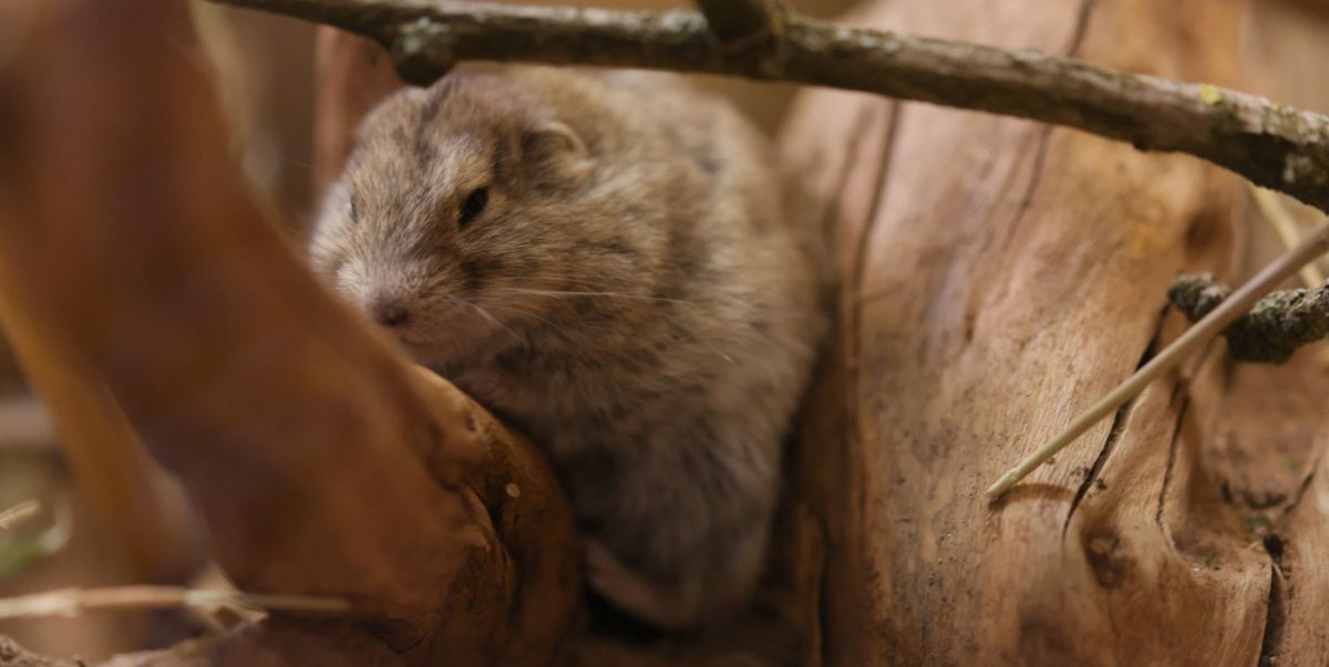 Grauer Steppenlemming Ein Grauer Steppenlemming ist in Großaufnahme auf einem Ast zu sehen.