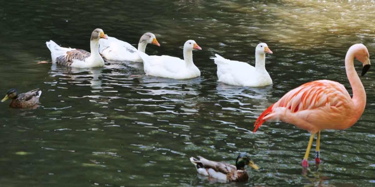 Leinegänse Vier schwimmende Leinegänse sind mittig im Foto auf einem Teich zu sehen. Rechtes neben ihnen steht ein Flamingo. Im Vordergrund sind zwei Enten zu sehen.