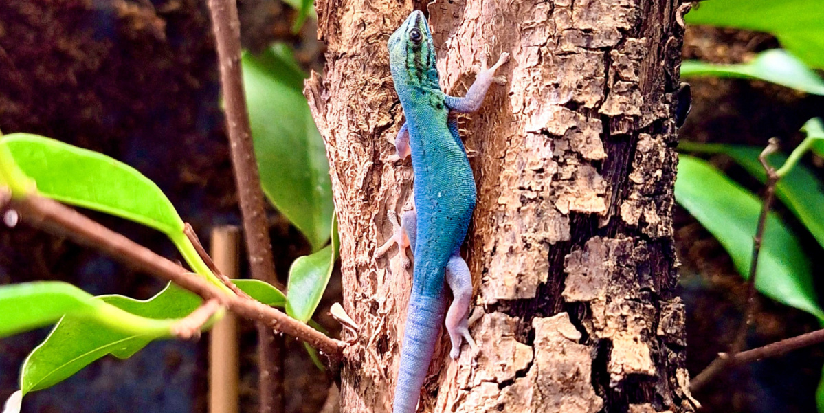 Himmelblauer Zwergtaggecko Ein Himmelblauer Zwergtaggecko sitzt an einem Ast im Terrarium.